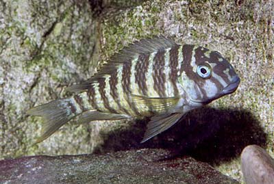 Tropheus annectens